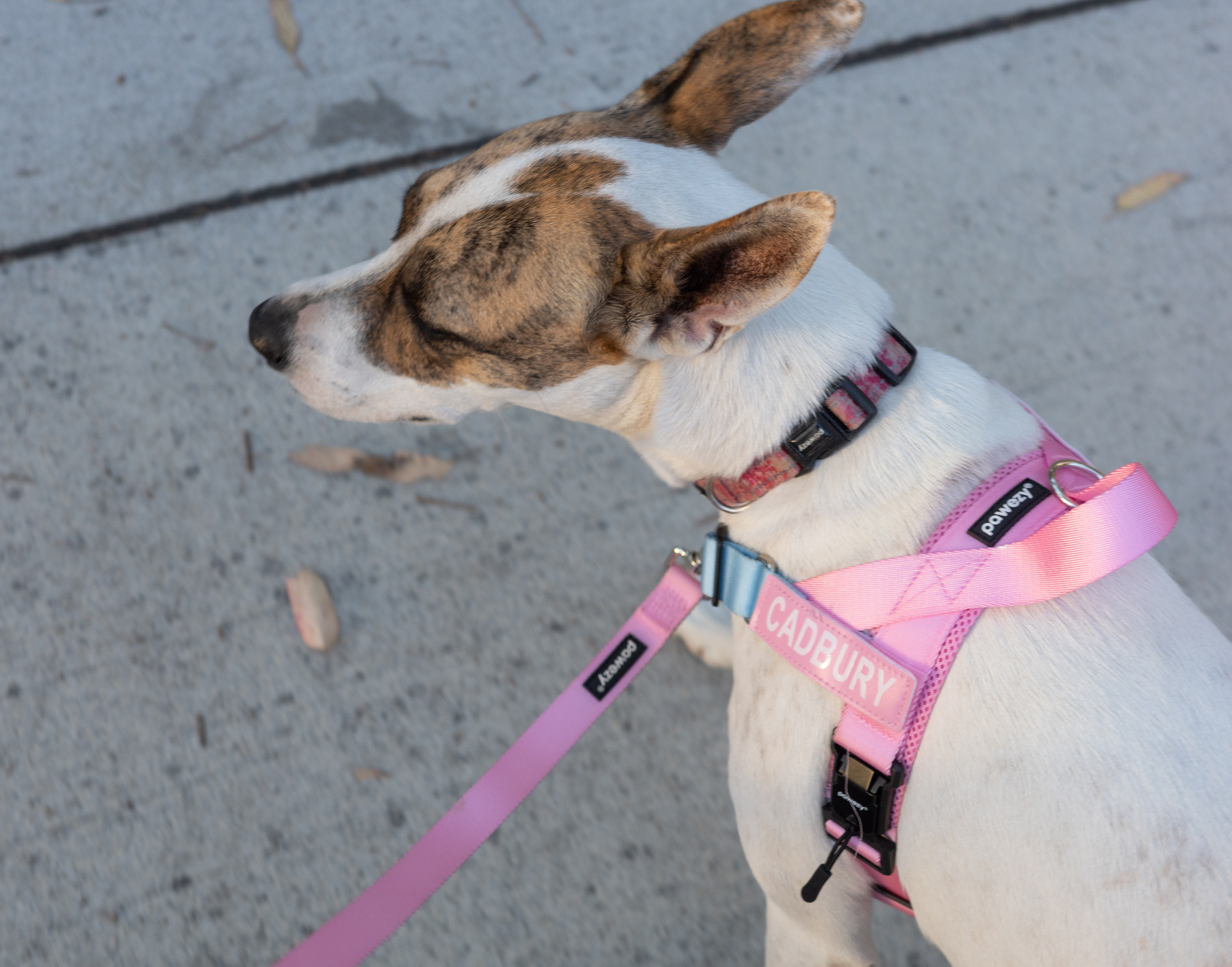 A dog wearing a pink harness and leash is standing on a concrete surface.