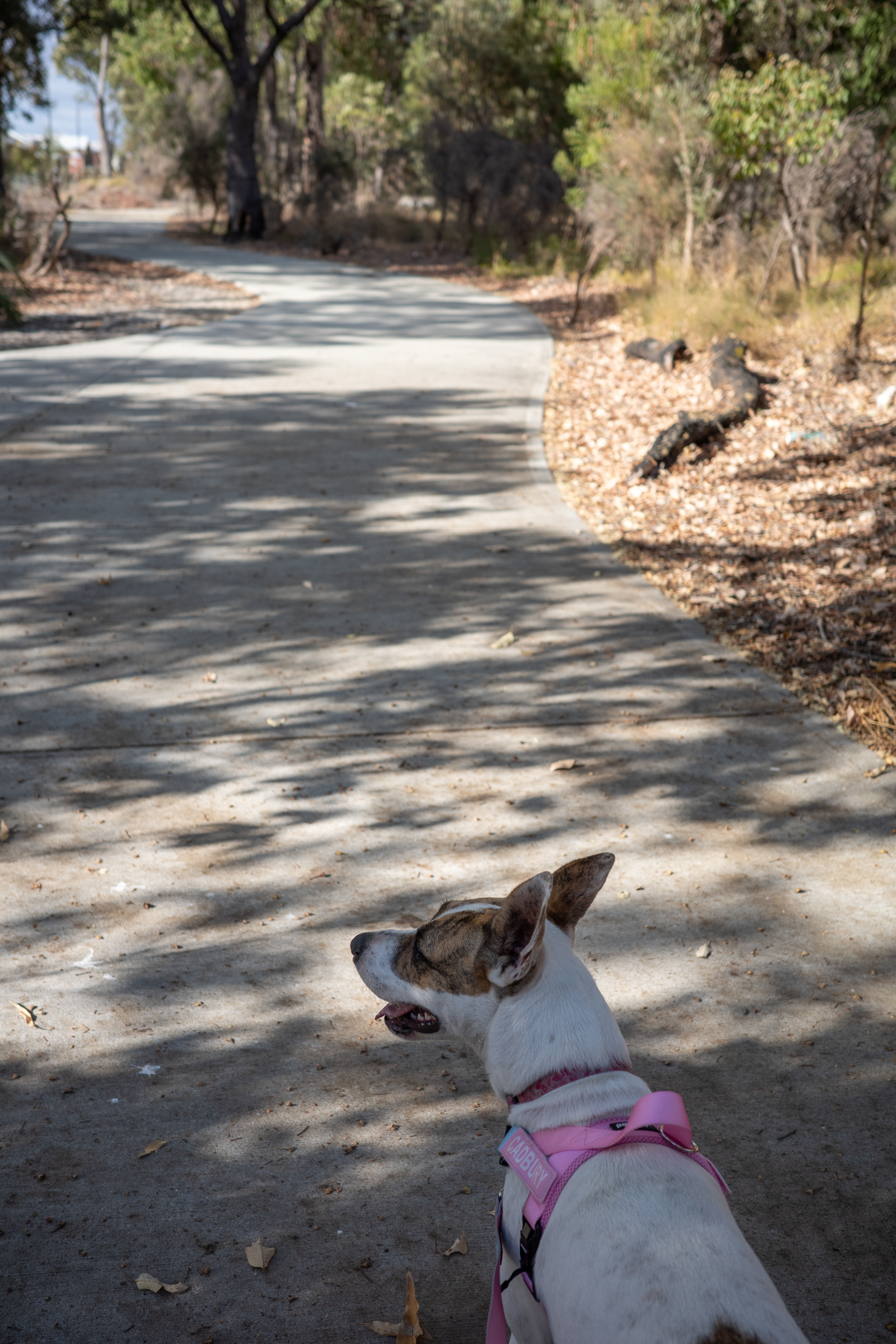 A dog wearing a pink harness walks along a shaded path in a wooded area.